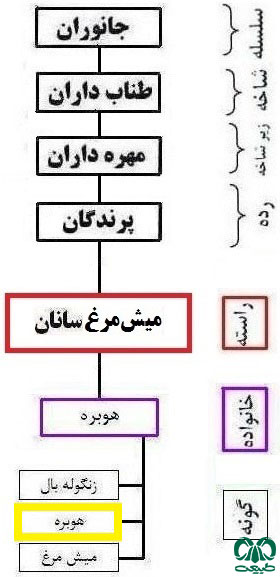 طبقه بندی گونه هوبره