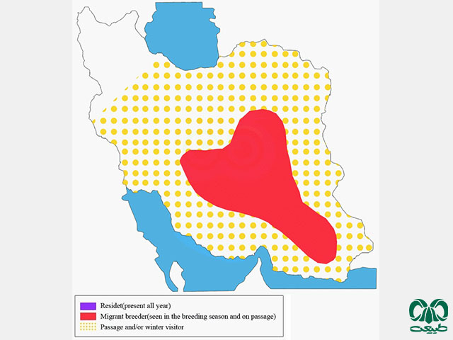 Distribution and abundance