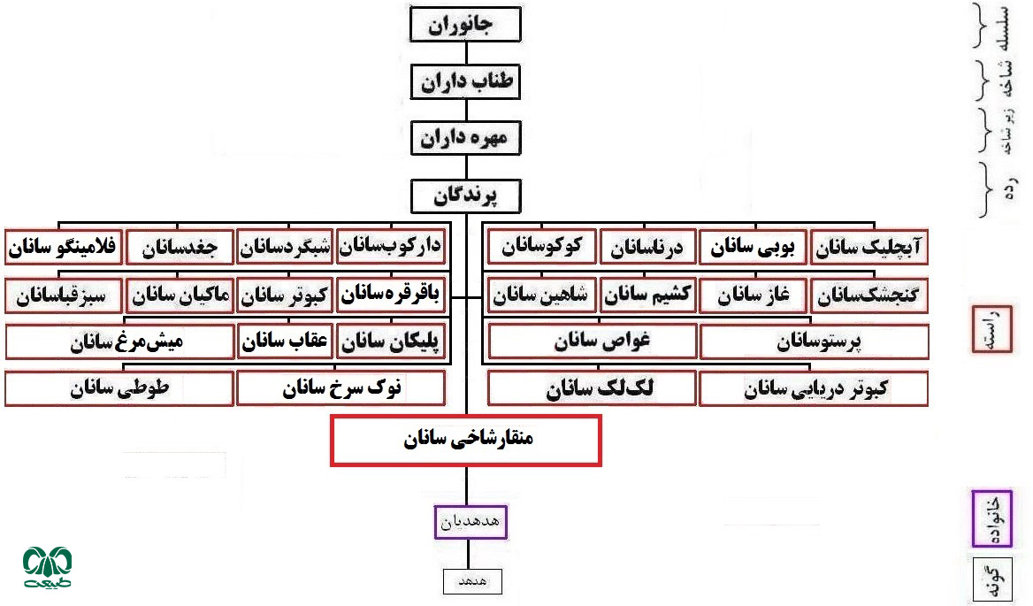  راسته منقار شاخی‌سانان در ایران 