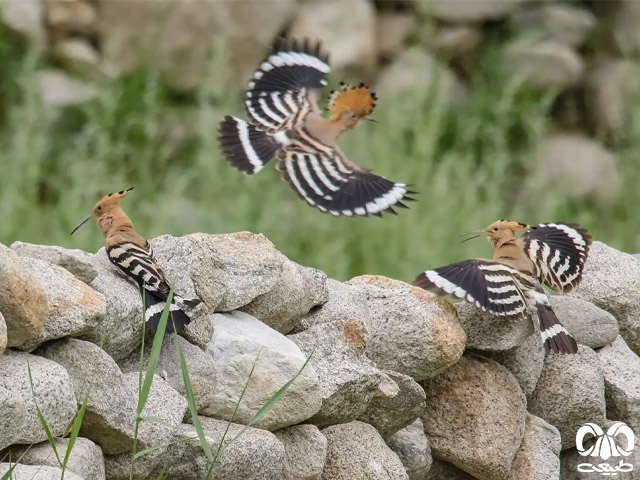 Eurasian Hoopoe