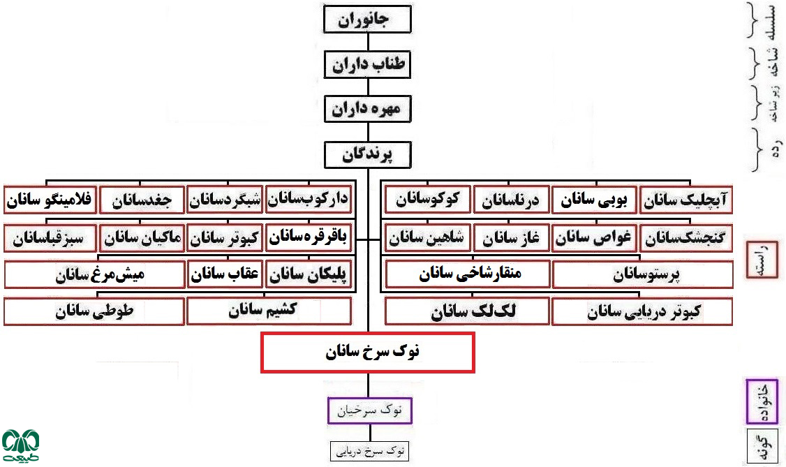 از راسته نوک سرخ‌سانان در ايران 