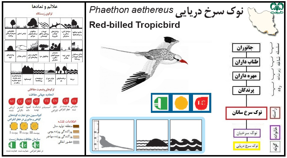  گونه نوک سرخ دریایی