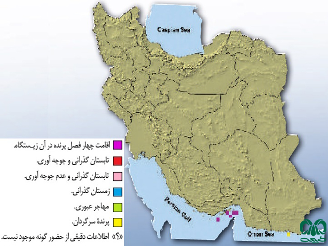 نوک سرخ دریایی در ایران