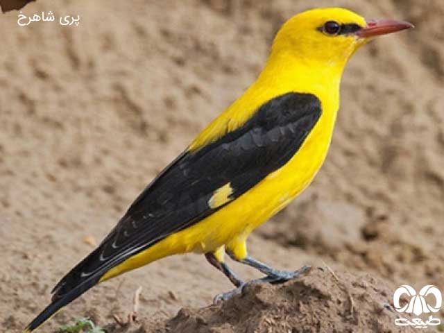 آشنایی با پرنده نگری