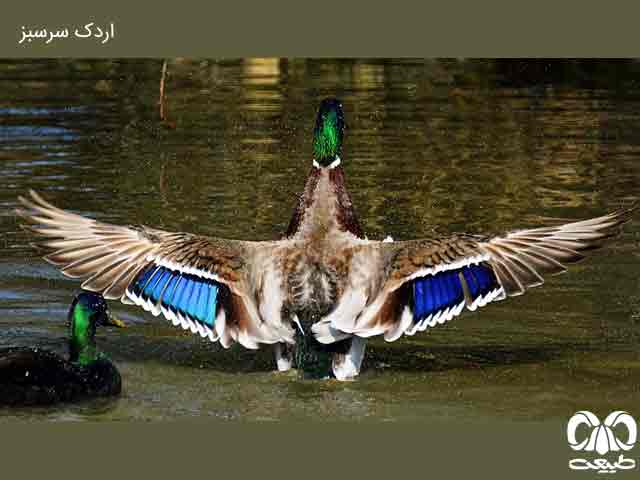 آشنایی با پرندگان