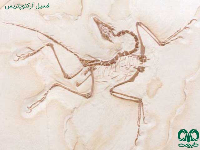 قسیل آکئوپیریس آشنایی با پرندگان
