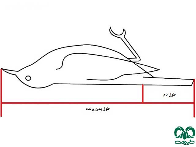 آشنایی با پرندگان