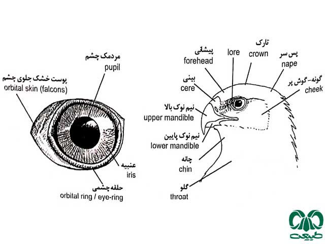 آشنایی با پرندگان