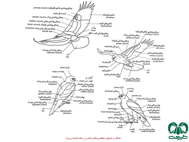 آشنایی با پرندگان