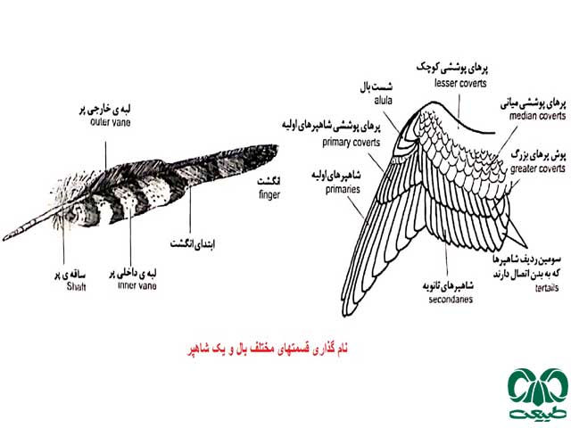 آشنایی با پرندگان