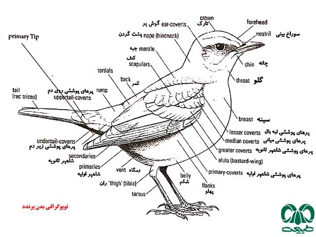 شناسایی با پرندگان