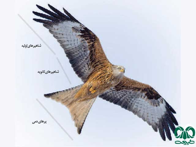 انواع پر در بدن پرندگان شناسایی پرندگان