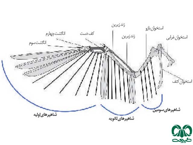 اجزای پرندگان