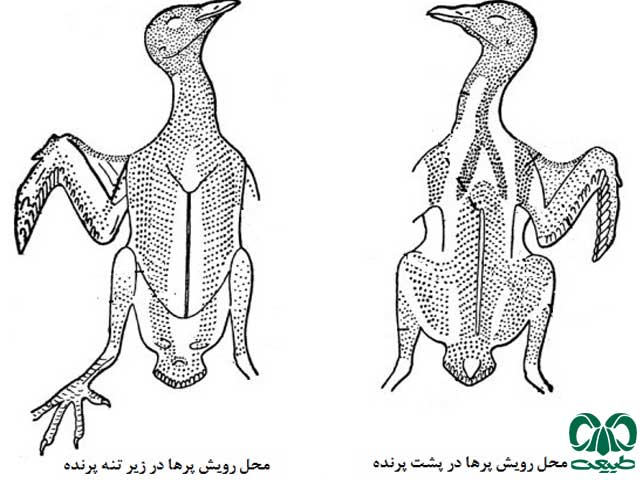 محل رویس پرها در تنه پرنده خصوصیات پرندگان