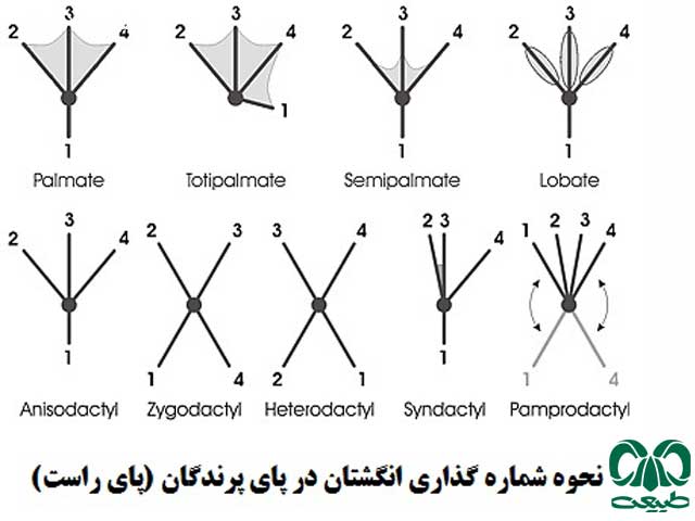 شناسایی پرندگان