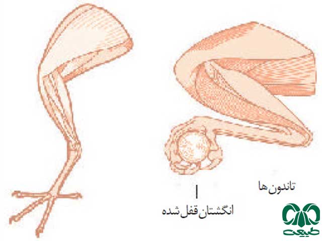 شناسایی پرندگان