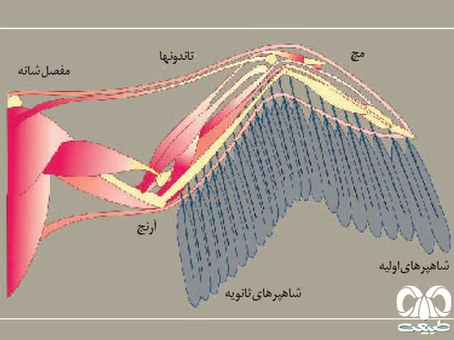 اجزای بدن پرندگان