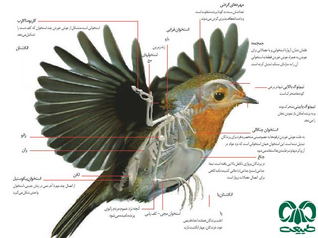 آشنایی با پرندگان