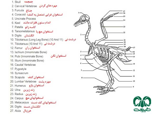 آشنایی با پرندگان