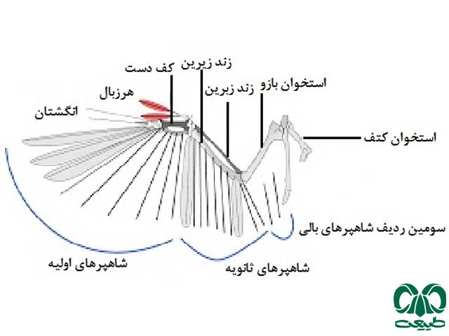 اجزای بدن پرندگان