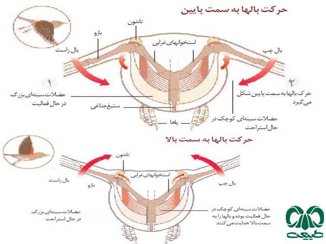 اجزای بدن پرندگان