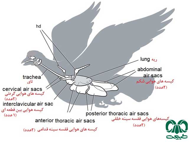 اجزای پرندگان