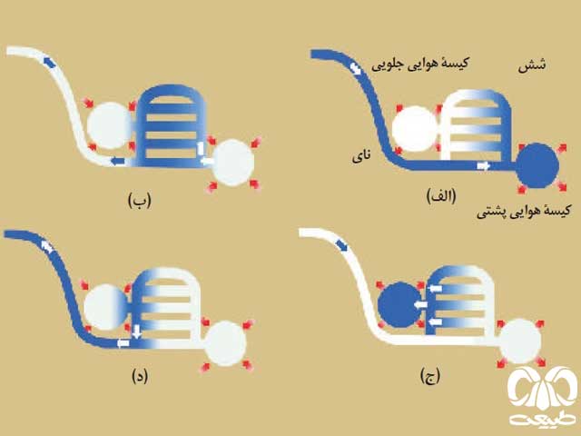 اجزای بدن پرندگان