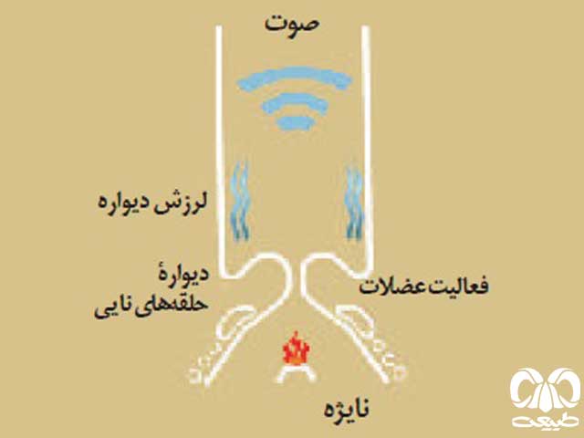 اجزای بدن پرندگان