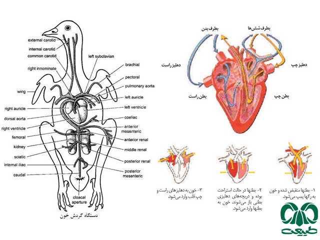 اجزای بدن در پرندگان