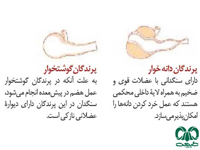 چینه دان در پرندگان