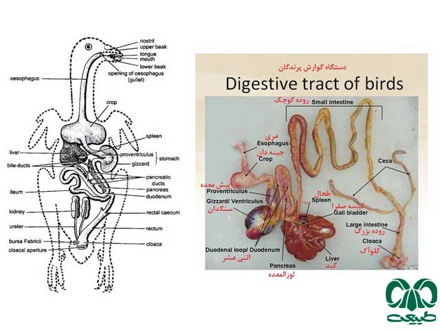 گوارش در پرندگان