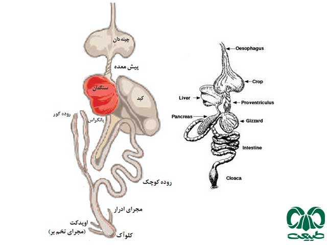 گوارش در پرندگان