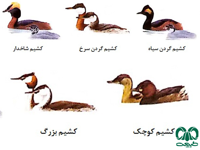 تیره کشیمیان (podicipedidae)