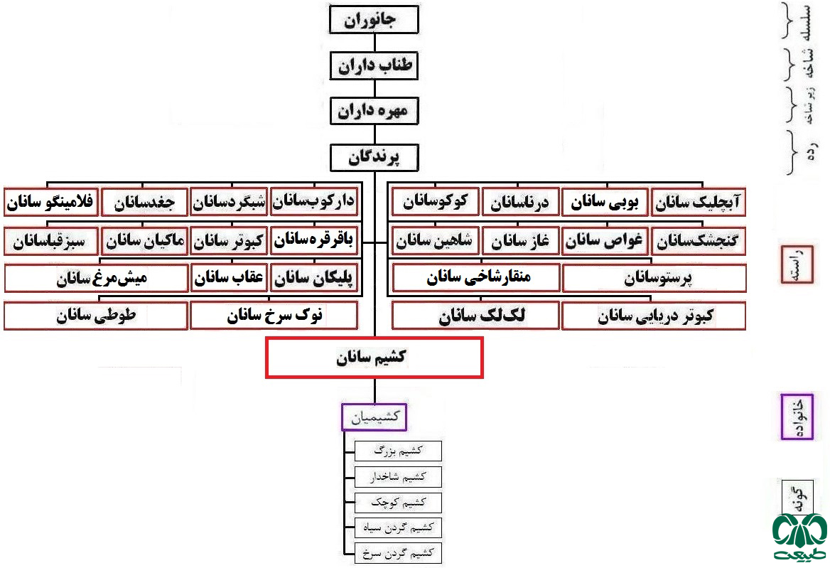 طبقه بندی راسته کشیم سانان