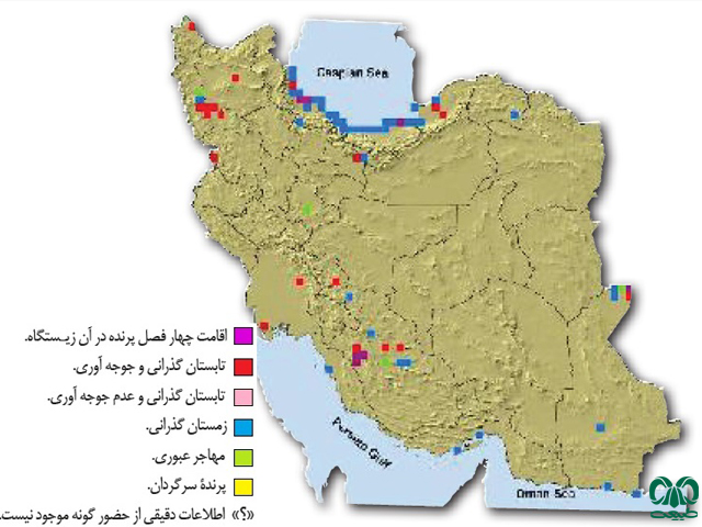 کشیم بزرگ در ایران