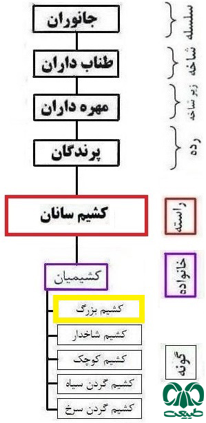 کشیم بزرگ 