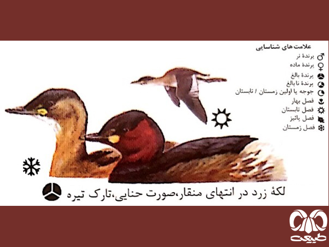 شناسایی کشیم کوچک