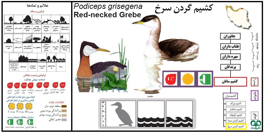 گونه کشیم گردن سرخ Podiceps grisegena گونه کشیم گردن سرخ