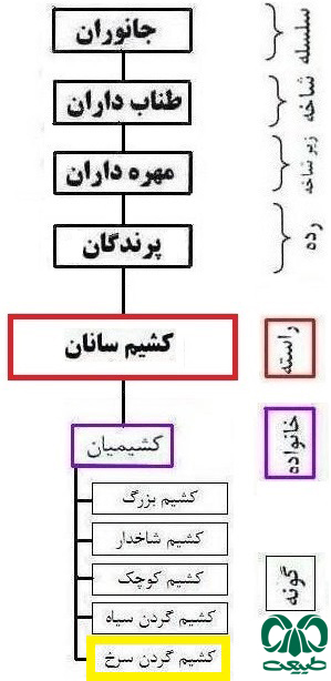 طبقهبندی گونه کشیم گردن سرخ گونه کشیم گردن سرخ