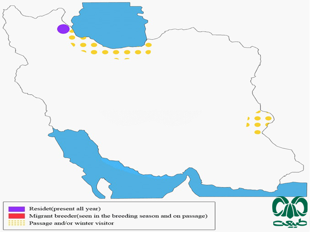 Distribution and abundance of Red-necked Grebe Distribution and abundance