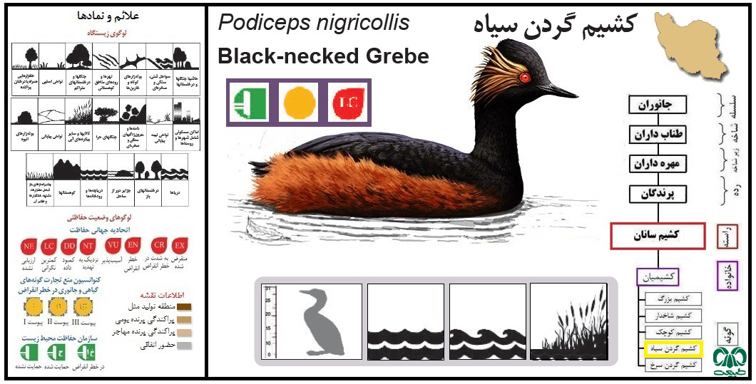 كشیم گردن سیاه