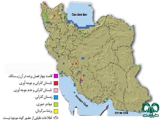 کشیم گردن سیاه در ایران