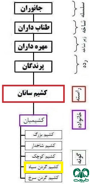 گونه کشیم گردن سیاه