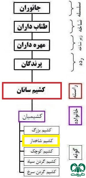 گونه کشیم گوشدار