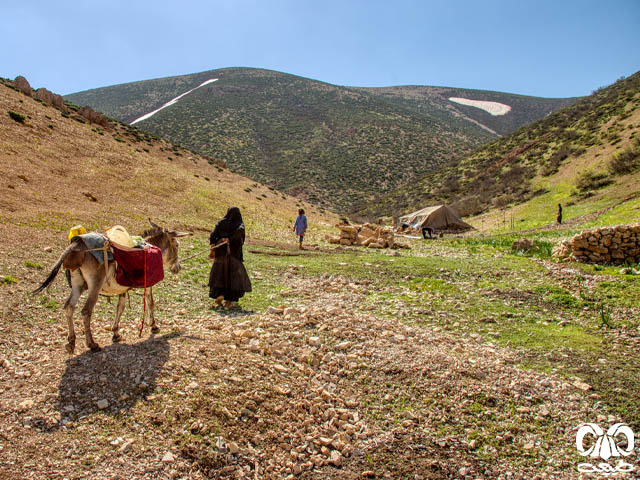 خانواده ایلات