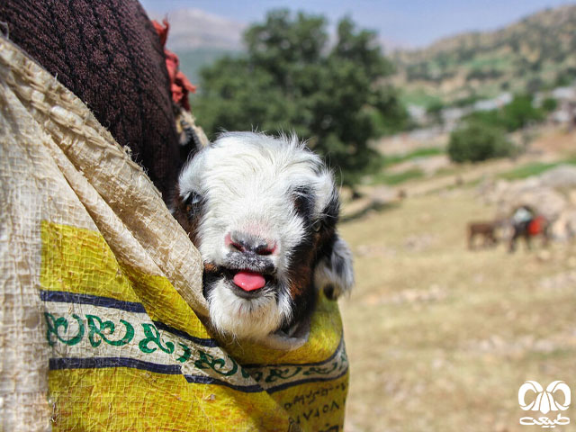 هدف نهایی کوچ