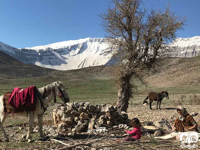 کوچ عمودی