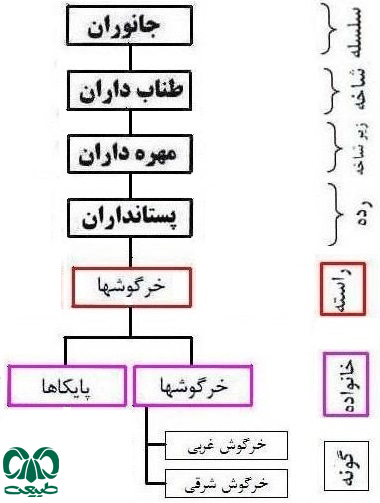 دشمنان طبیعی خرگوش