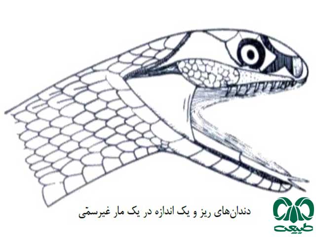 طبقهبندی خزندگان بر اساس وجود یا عدم وجود طبقهبندی خزندگان