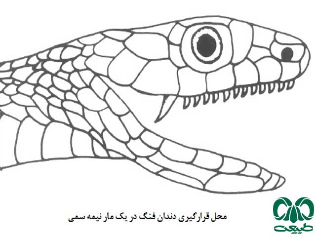 دستهبندی مارها براساس وجود یا عدم وجود دستهبندی مارها